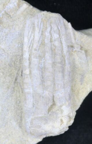 Phanocrinus Crinoid From Alabama #20737